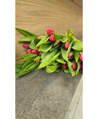 Tulipany czerwone 25 szt.