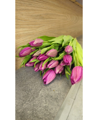 Tulipany Fioletowe 25 szt.