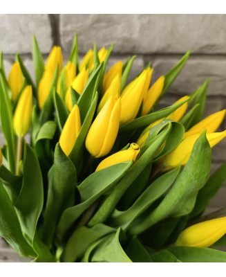 Tulipany żółte 25 szt.