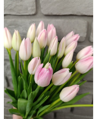 Tulipany biało-różowy 25 szt.