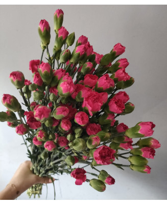 Goździk gałązkowy malinowy 25 szt.