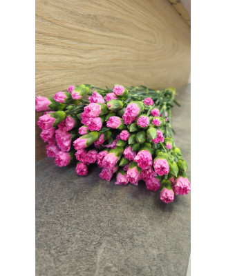 Goździk gałązkowy jasny fiolet 25 szt.