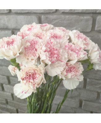 Goździk pojedynczy biało-różowy 25 szt.