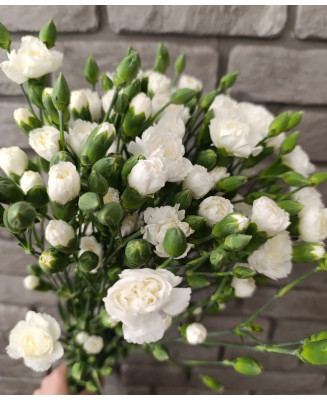 Goździk gałązkowy biały 25 szt.