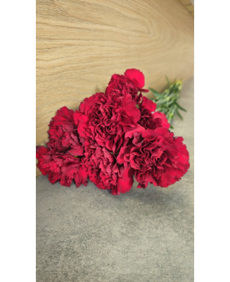 Goździk pojedynczy bordo 25 szt.