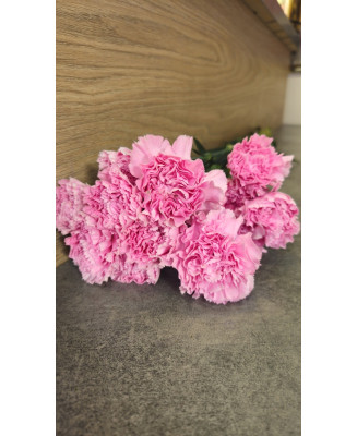 Goździk pojedynczy różowy 25 szt.