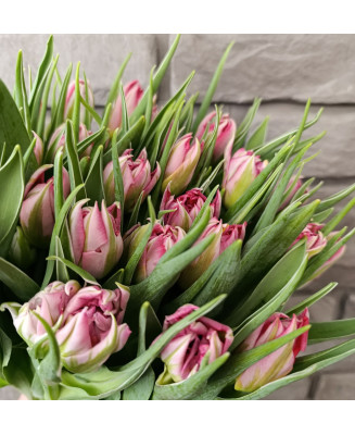 Tulipany papuzie rożowe 25 szt.