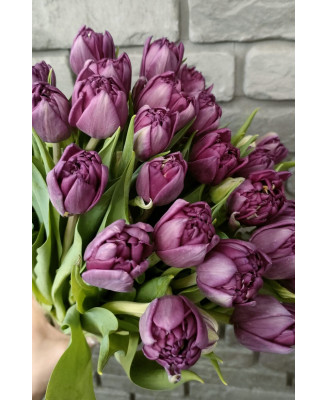 Tulipany papuzie fioletowe 25 szt.