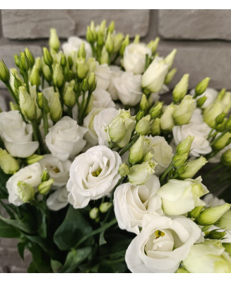 Eustoma biała 10 szt.