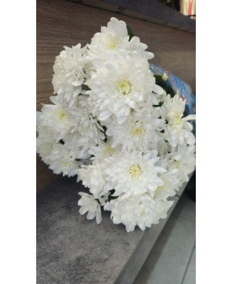 Chryzantema Baltica biała 5 szt.