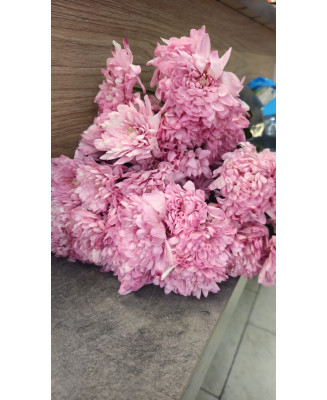 Chryzantema Baltica farbowana brudny róż 5 szt.