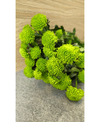 Chryzantema Santini zielona 5 szt.