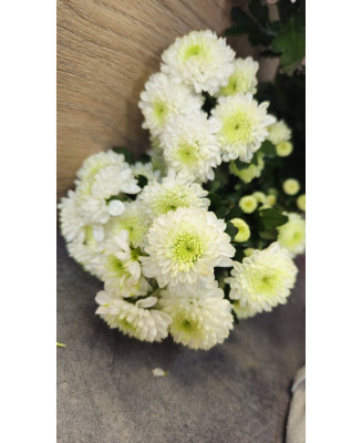 Chryzantema Santini biała 5 szt.