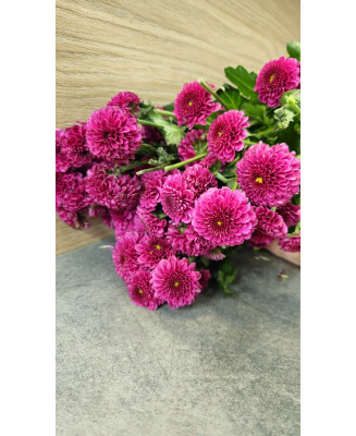 Chryzantema Santini ciemny fiolet 5 szt.