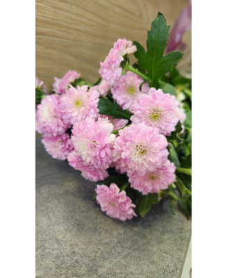 Chryzantema Santini jasny fiolet 5 szt.