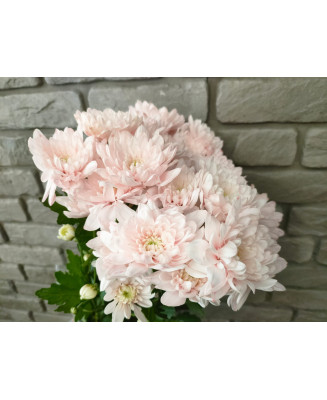 Chryzantema Baltica farbowana jasny róż 5 szt.