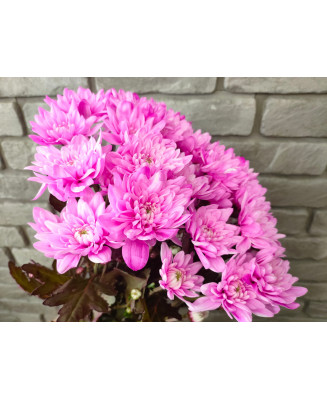 Chryzantema Baltica farbowana ciemny róż 5 szt.