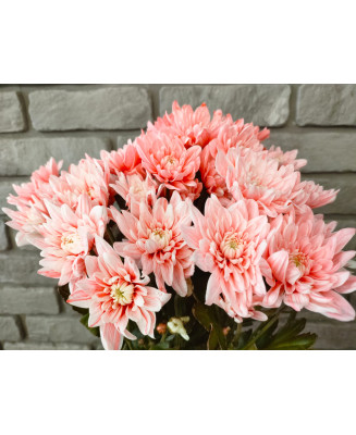 Chryzantema Baltica farbowana łososiowa 5 szt.