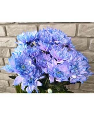 Chryzantema Baltica farbowana niebieska 5 szt.