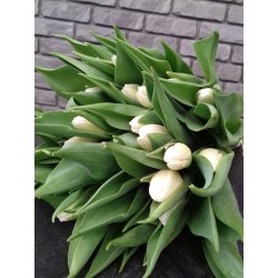 Tulipany białe 100 szt.