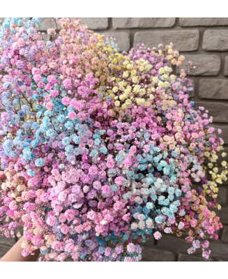 Gipsówka kolorowa 5szt.