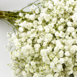 Gipsówka biała 5szt.