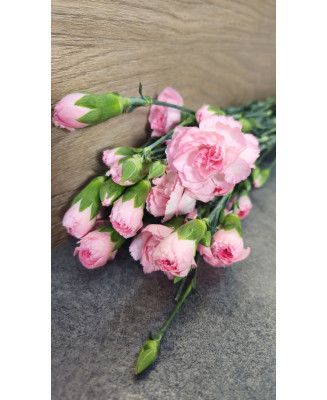 Goździk różowy gałązkowy 25 szt