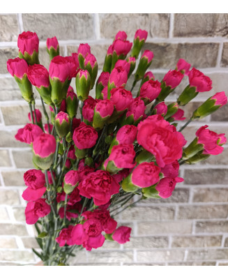 Goździk gałązkowy malinowy 25 szt.