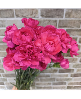 Goździk malinowy pojedynczy 25 szt.