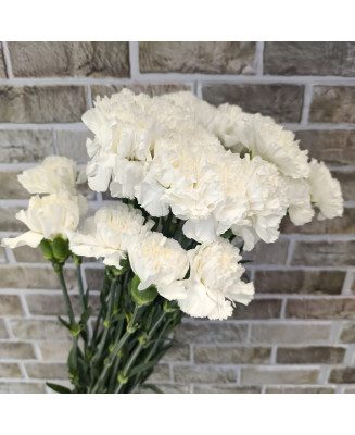 Goździk pojedynczy biały 25 szt.