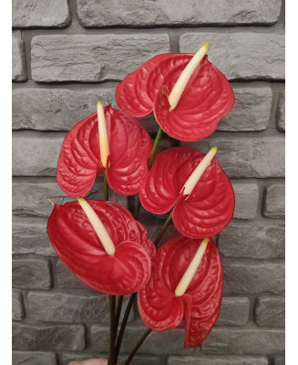 Anthurium czerwone