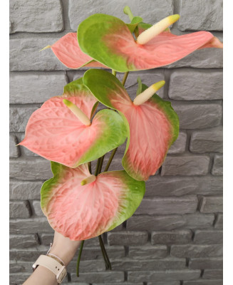 Anthurium różowo zielone