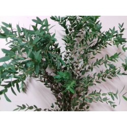Eukaliptus partifolia