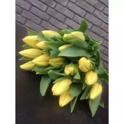 Tulipany żółte 25 szt.