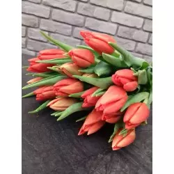 Tulipany czerwone 25 szt.