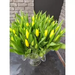 Tulipany żółte 25 szt.